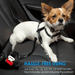 Dog Car Seat Safety Belt – Adjustable, Elastic Bungee Buffer & Heavy - Duty Stainless Steel - Monsta Online