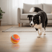 Interactive Dog & Cat Ball Toy – Remote Control, LED Lights, Auto - Rolling & Waterproof - Monsta Online