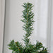 7FT Slim Pencil Artificial Christmas Tree — 818 Tips, Unlit, Auto - Open, Space - Saving, Steel Base - Monsta Online