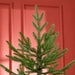 6FT Nordic Pine Artificial Christmas Tree — 795 Tips, Auto - Open Hinged, Unlit, Wide Steel Base - Monsta Online