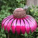 Outdoor Coneflower Bird Feeder – Durable Metal Seed Dish, Weather - Resistant & Easy Refill - Monsta Online