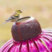 Outdoor Coneflower Bird Feeder – Durable Metal Seed Dish, Weather - Resistant & Easy Refill - Monsta Online