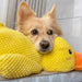 QuackyPaws Calming Duck Toy – Soft Plush Squeaky Stress Relief Toy for Puppies & Small Dogs - Monsta Online