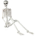6FT Creepy Halloween Hanging Skeleton Decoration - Monsta Online