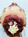 Life - Size Halloween Hanging Zombie Head Creepy Prop - Monsta Online
